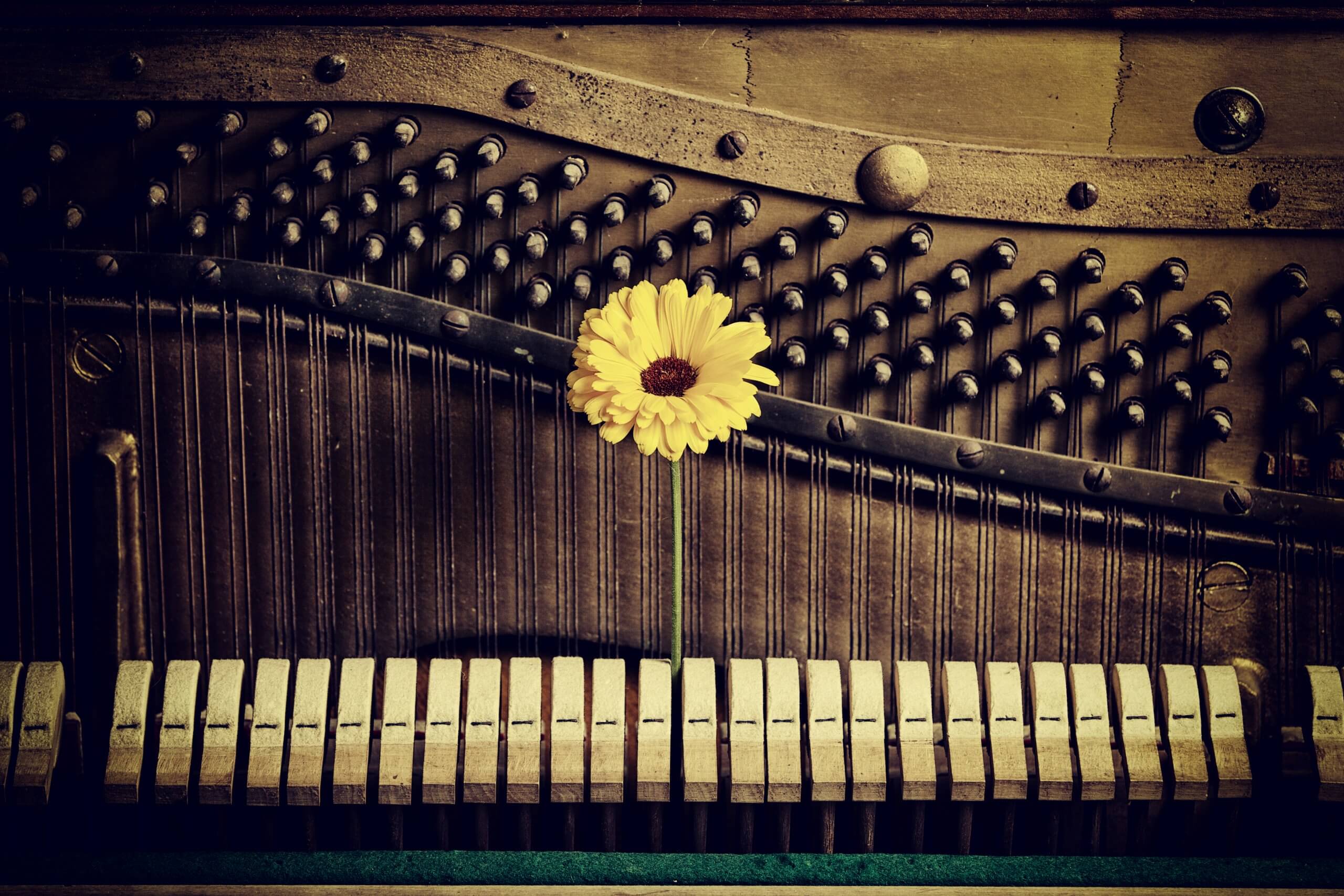 Symbolbild: Innenleben eines Klaviers mit Blume